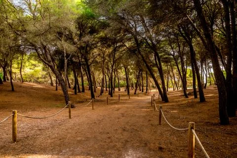 A rope fenced walking path with trees through a small natural reserve in Alcudia Stock Photos