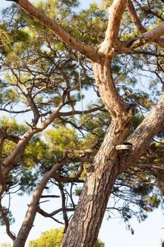 Rope hanging from the big tree Stock Photos