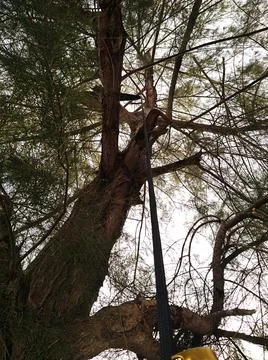 A rope hanging from a tree with beautiful pattern of the tree branch Stock Photos