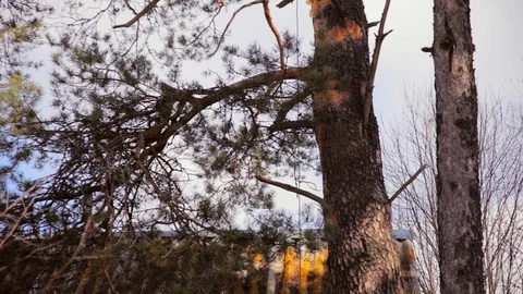 Rope hanging on a tree Stock Footage 97359714