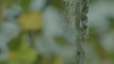 Rope Hanging On A Tree Stock Footage 273562622