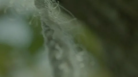 Rope hanging on a tree Stock Footage 273563484