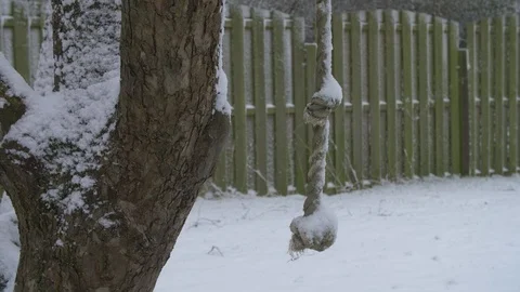 Rope hanging from tree in the snow Stock-Footage 86790366