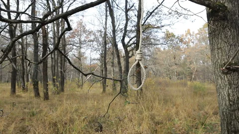 A rope loop for suicide hangs on a tree in the forest. Looped video Stock Footage 233882475