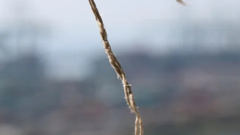 Rope Moving Stock-Footage 105509668