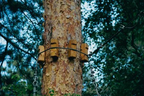 Rope park construction elements on a pine tree trunk close-up Foto stock