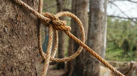 Rope pulled tight around tree Foto stock