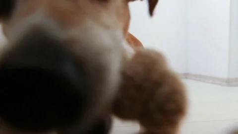 Rope pulling small crazy dog jack russell terrier Vídeo Stock 73017860