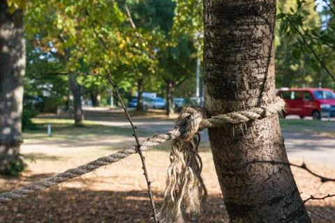 Rope Secure Tied Around Tree Trunk Strength Outdoors Morning Stock Photos