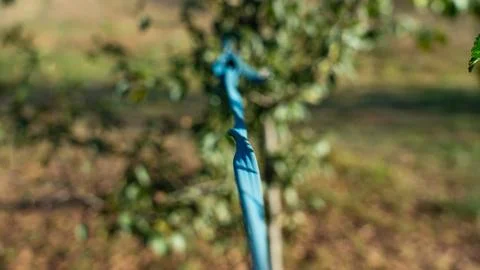 A rope stretched between trees for drying clothes nearby Stock Photos
