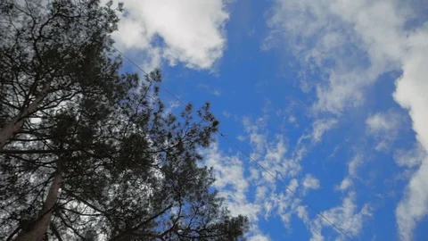 Rope stretched to the top of the tree Stock Footage 97408495