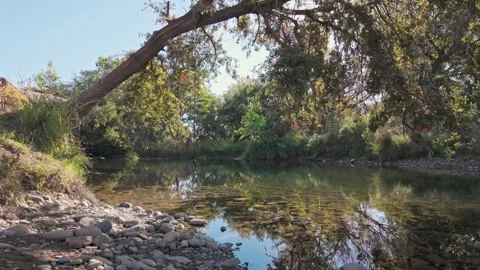 Rope swing hanging from an oak tree over water Stock Footage 289782086
