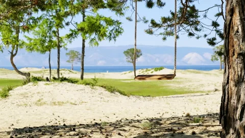 Rope swing hangs on tree on a beautiful sunny beach in summer day Stock Footage 149806000