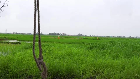 Rope Swing in a Rural Field During Monsoon, Maharashtra, India Stock Footage 345641548