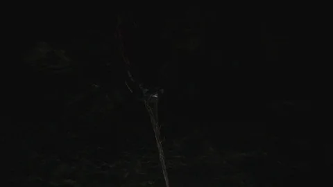 Rope Swinging Stock Footage 75258041