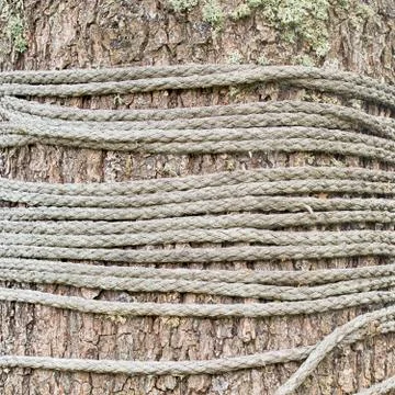 Rope tied around a tree Stock Photos