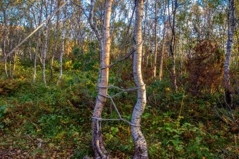The rope tied between trees. Stock Photos