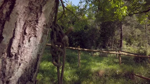Rope tied to a mountain tree Stock Footage 134782192