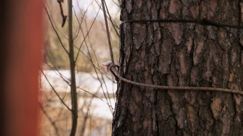 Rope tied to a tree trunk Stock-Footage 97359736