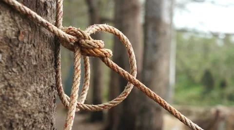 Rope Tightened Around Tree Trunk Stock Footage 63443297