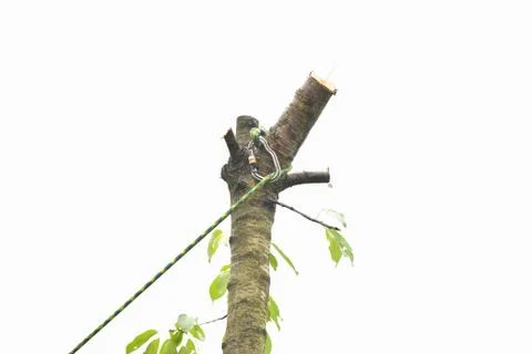 Rope on a tree. Mountain climbing in the trees. A coiled cable at the tip of  Stock Photos