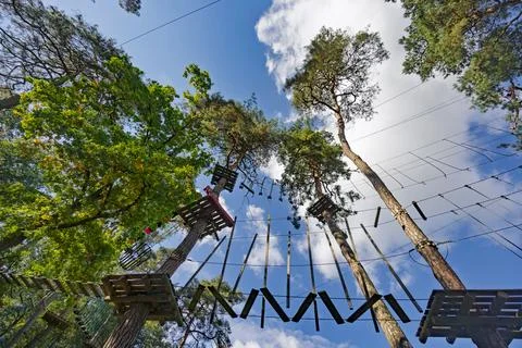 Rope walkways between pine tree trunks in a city park. Rope bridges with wo.. Фото