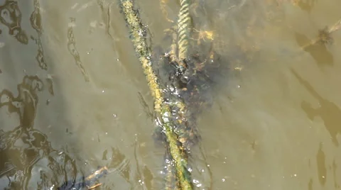 Rope in water Video stock 62911990