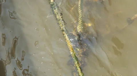 Rope in water Video stock 62912134