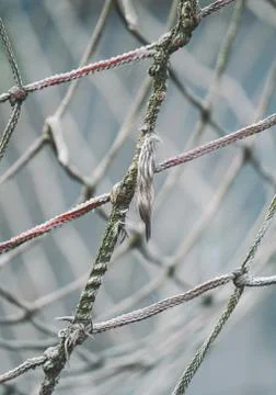 Rope web texture pattern Foto stock