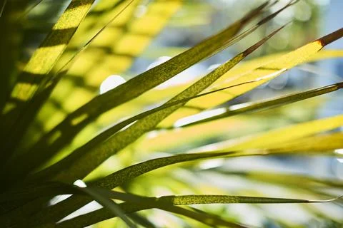 Ropical Greenery in the Sun Stock Photos