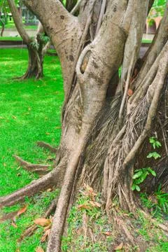 Ropical tree Stock Photos