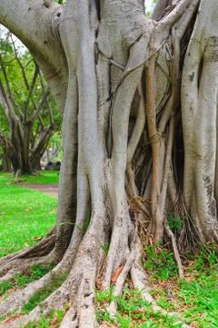 Ropical tree Stock Photos