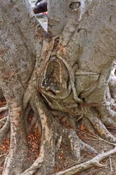 Ropical tree Stock Photos