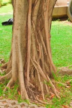 Ropical tree Stock Photos