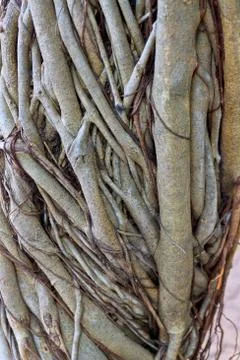 Ropical tree Stock Photos