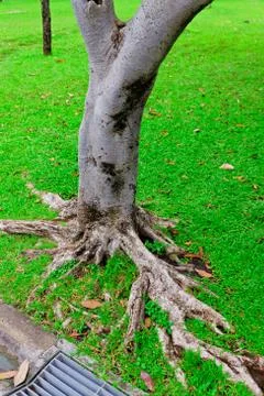 Ropical tree Stock Photos