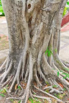 Ropical tree Stock Photos