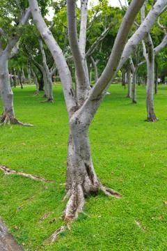 Ropical tree Stock Photos