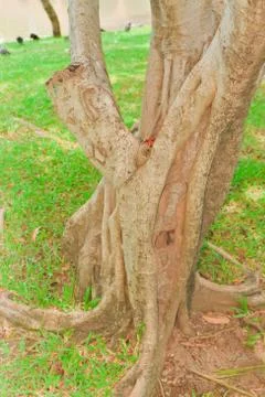 Ropical tree Stock Photos