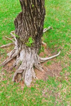 Ropical tree Stock Photos