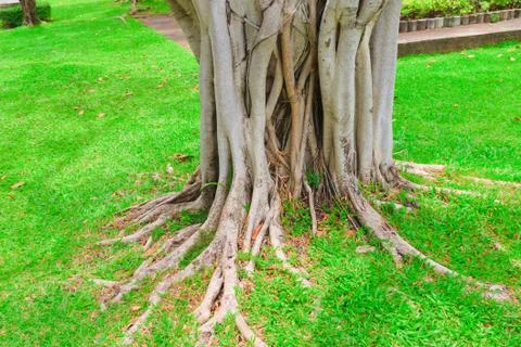 Ropical tree Stock Photos
