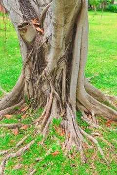 Ropical tree Stock Photos