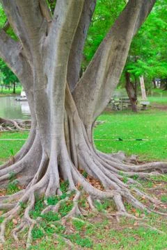 Ropical tree Stock Photos