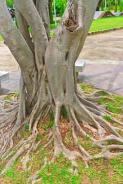 Ropical tree Stock Photos