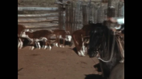 Roping a Calf 1942 Stock Footage 225571103