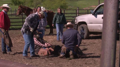 Roping Cattle to Brand Stock Footage 36277912