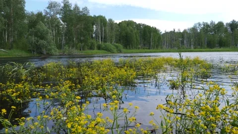 Rorippa in the lake in Siberia Stock Footage 282828042