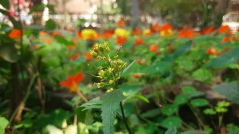 Rorippa palustris flower. Stock Footage 301058752