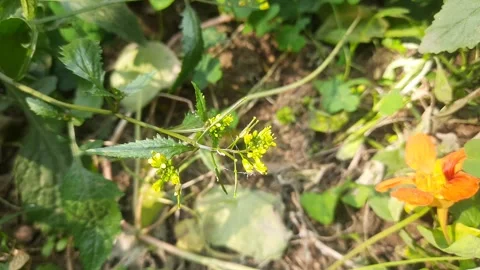 Rorippa palustris flower. Stock Footage 301058871