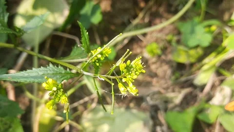 Rorippa palustris flower. Stock-Footage 301058899